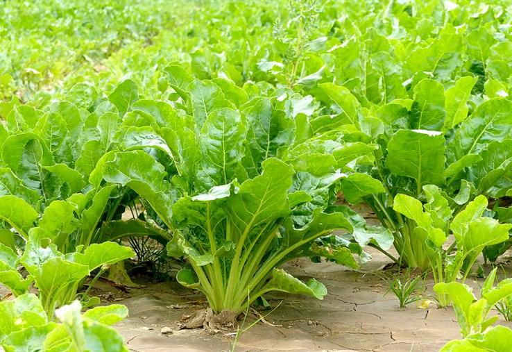 Concernant les prix de la betterave, les planteurs de Saint Louis Sucre ne connaissent toujours pas le prix de la récolte 2017. Tereos a annoncé un prix minimum de 25 EUR/t et Cristal Union a annoncé la suppression du prix minimum dès la campagne 2018.