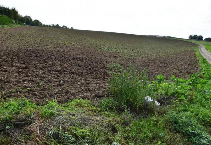 C’est dans cette parcelle agricole que les poules seront en liberté.