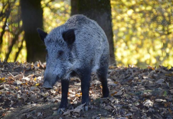 Sans chasse, la région wallonne craint une explosion des dégâts liés à la présence de grands animaux.