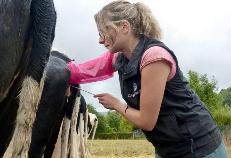 Le secret d’Anaïs pour maîtriser les vaches ? Etre calme pour les mettre en confiance.