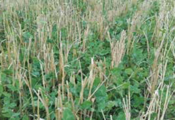 couverts inter culture