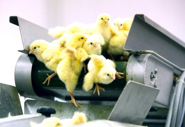 Pour accompagner les professionnels dans un investissement de «plusieurs millions d’euros», «l’État accordera 10 millions d’euros sous forme de subventions, dans la limite de 40 % du montant de chaque investissement», dans le cadre  du plan France Relance, a annoncé le ministre de l’Agriculture. 