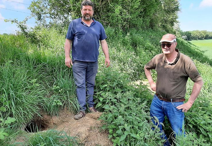 Agriculteurs dans la vallée des Évoissons, Sébastien Chabaille et Yves Poilvet  sont confrontés à des dégâts de blaireau de manière récurrente. 