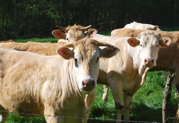 Le Label rouge, sésame pour obtenir une meilleure rémunération des animaux de boucherie ? Les espoirs d’Interbev Hauts-de-France sont forts. 