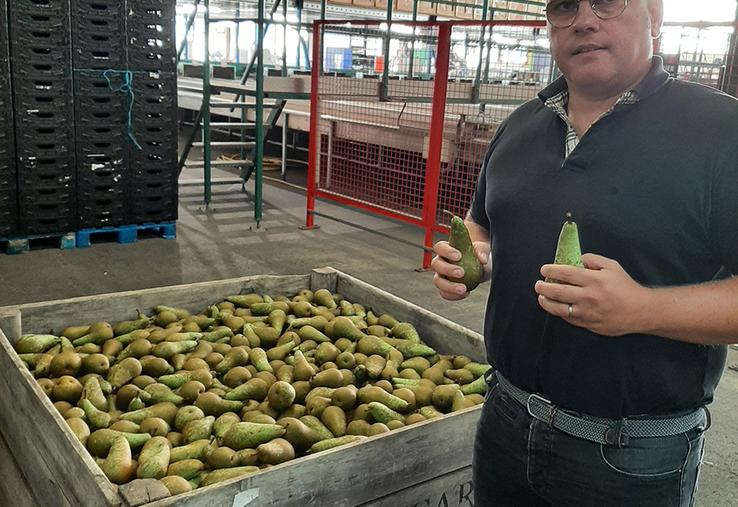 Dans les vergers de la Somme et de l’Aisne, la récolte a débuté «il y a une quinzaine de jours, ce qui représente huit jours d’avance», poursuit M. Lietard, avec des fruits «à maturité, et bien chargés en sucre». Les poires sont les premiers fruits à être réceptionnés. 