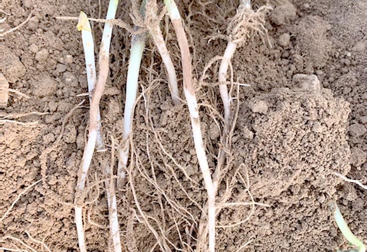 Présence de rhizoctone brun sur tiges de pommes de terre.