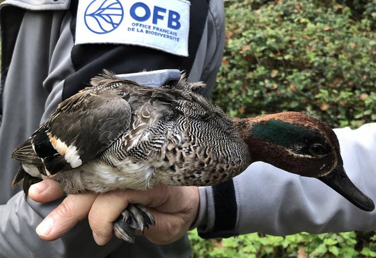 «Au cours de la saison 2021-2022, une attention particulière a été portée  au dialogue avec les instances cynégétiques», souligne la préfecture de la Somme dans une communication du 31 mars. 