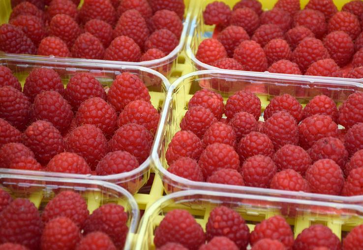 Fragiles par nature, les framboises sont principalement cultivées sous serres, afin d’être préservées des aléas climatiques. Il existe de nombreuses variétés de framboises, elles peuvent ainsi être plus ou moins grosses, sucrées, fermes, rouges  ou encore blanches.