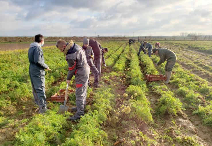 Glanage de carottes par la MFR d’Haussy (59).