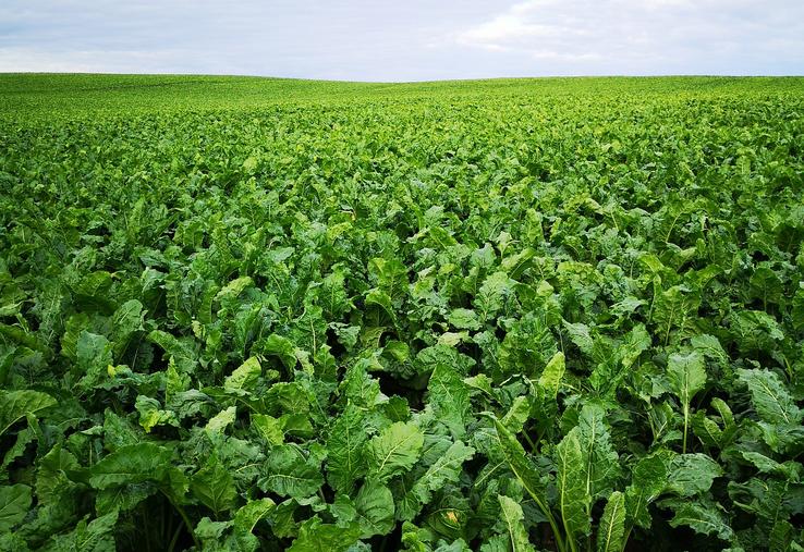 betteraves arrachages