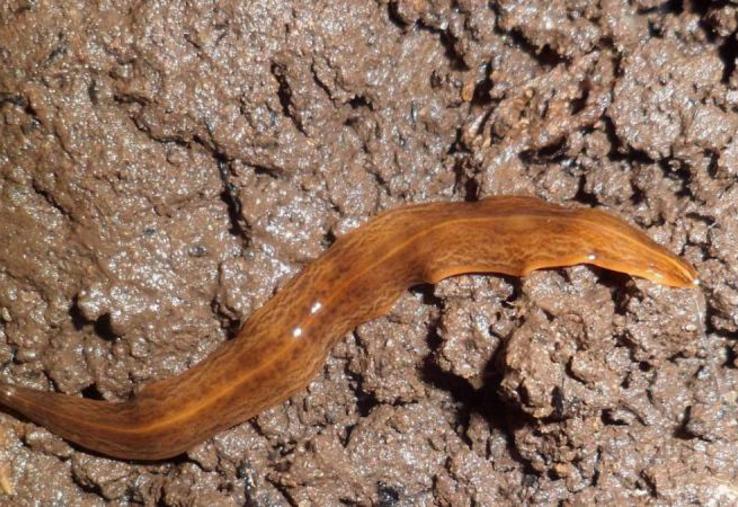 Le vers plat Obama nungara est un prédateur de toute la faune du sol.