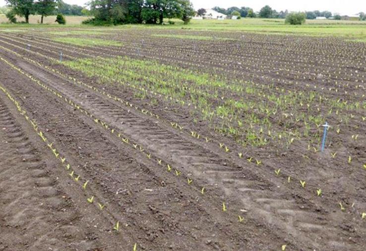 Le principe des plantes-appâts : semer une plante compagne du maïs 
pour qu’elle attire les larves de taupins et permette ainsi au maïs d’esquiver une partie des attaques.
