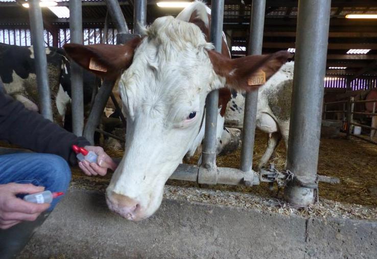 Les MCA regroupent plusieurs centaines de pratiques thérapeutiques, dont l'aromathérapie.