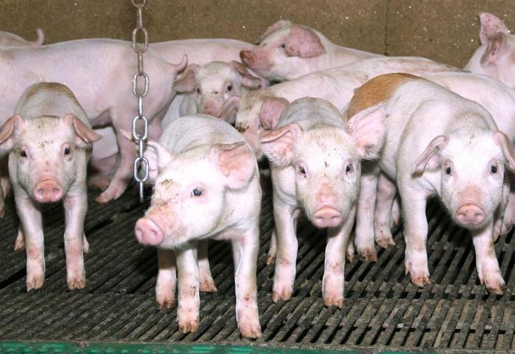 Plusieurs types d’aménagements dans les bâtiments d’élevage peuvent être subventionnés par la Région Hauts-de-France, sous conditions.