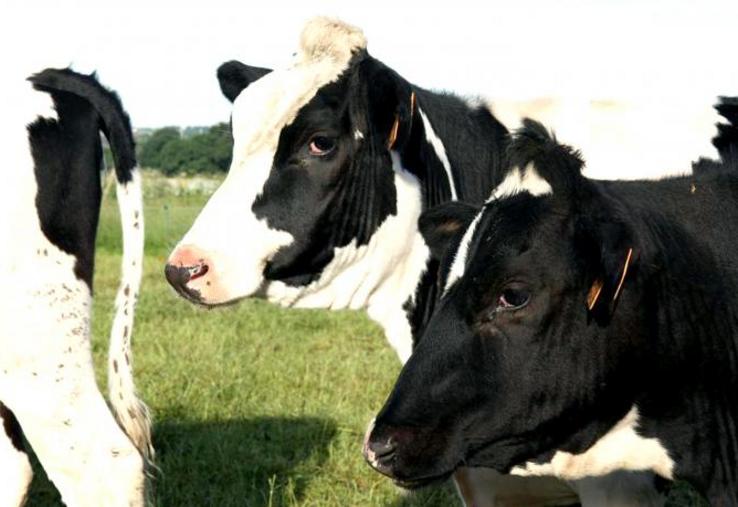 En lait, la valeur de la production (incluant les transformations à la ferme) augmente légèrement en 2018, de 0,8 %.