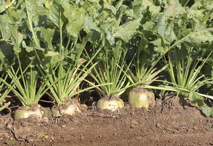 Tereos, Cristal Union et Saint Louis Sucre ont fait quelques annonces à leurs planteurs concernant les prix des betteraves.