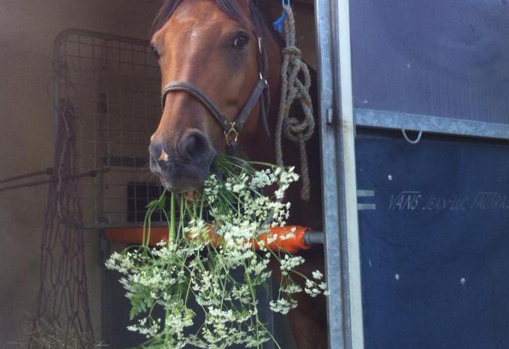 Un éclairage LED capable de fournir un niveau d’éclairement homogène semble réduire le stress du cheval pendant l’embarquement et la phase stationnaire.