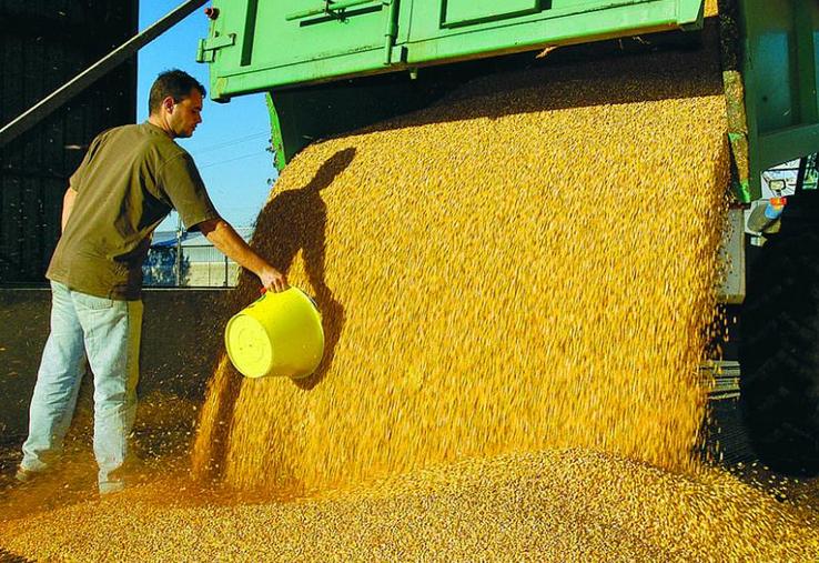 Le rendement en grains du maïs cette année sera pénalisé par les conditions météorologiques à hauteur de 20 à 30 %.