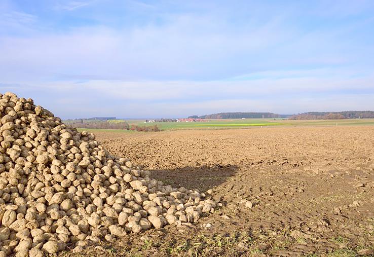 La CGB souhaite que le sucrier propose à ses betteraviers d’indexer une partie de ses betteraves sur le marché à terme.