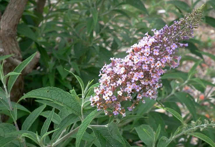 Le Buddléia de David originaire de Chine, aussi appelé Arbre aux papillons,  est particulièrement abondante le long de la vallée de la Somme et de l’Oise.