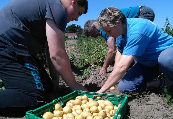 La Pomme de terre primeur de la Baie de Somme est le premier produit de la marque Baie de Somme Saveurs. D’autres produits devraient élargir la gamme.