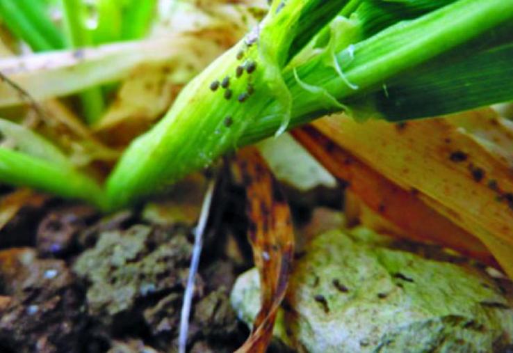 La surveillance des infestations de pucerons n’est pas toujours aisée, notamment en fin d’automne, mais elle reste nécessaire. Les premiers stades sont les plus sensibles mais l’infection reste possible jusqu’à environ fin tallage si les conditions sont favorables à l’activité des pucerons.