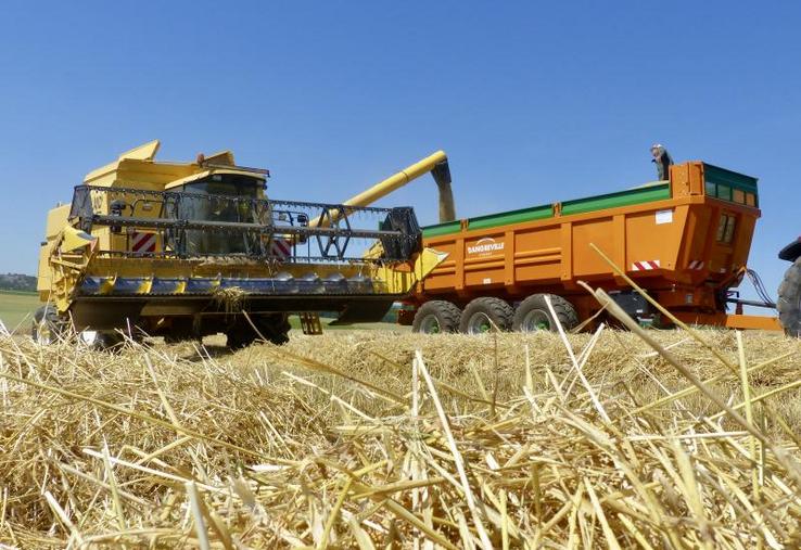 Les premières bennes d’escourgeons livrées sont plutôt encourageantes.