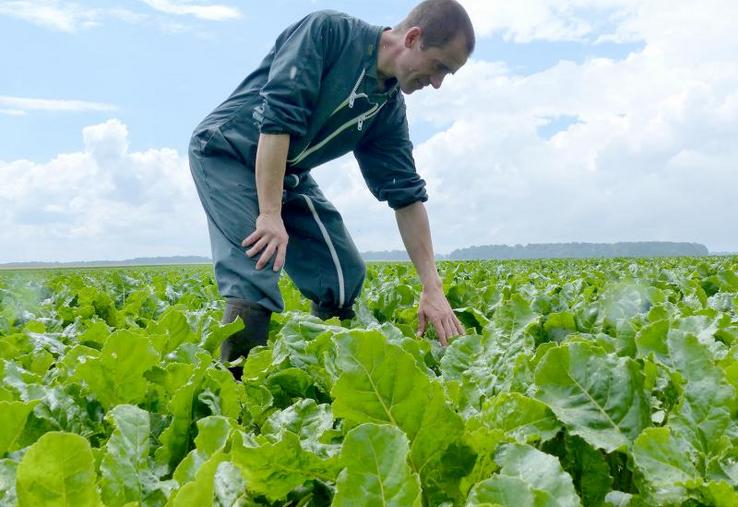 Benoît Rigolle a eu beau chercher, aucun puceron vert ne colonisait ses parcelles de betteraves, malgré les alertes lancées dans le département.
