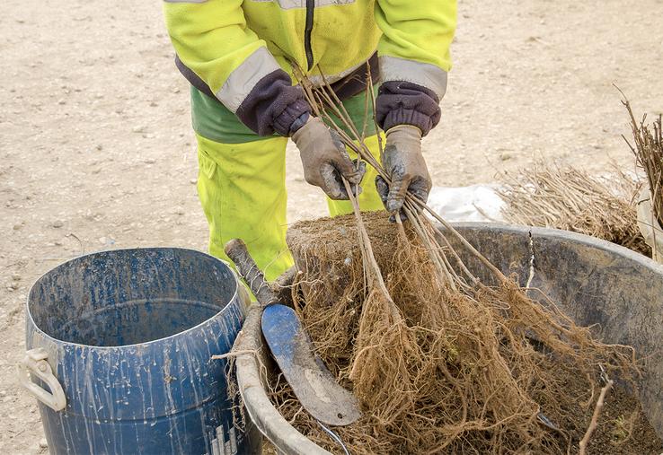 Le choix de plants avec un beau chevelu racinaire est conforté par le respect de la chaîne de fraîcheur. 