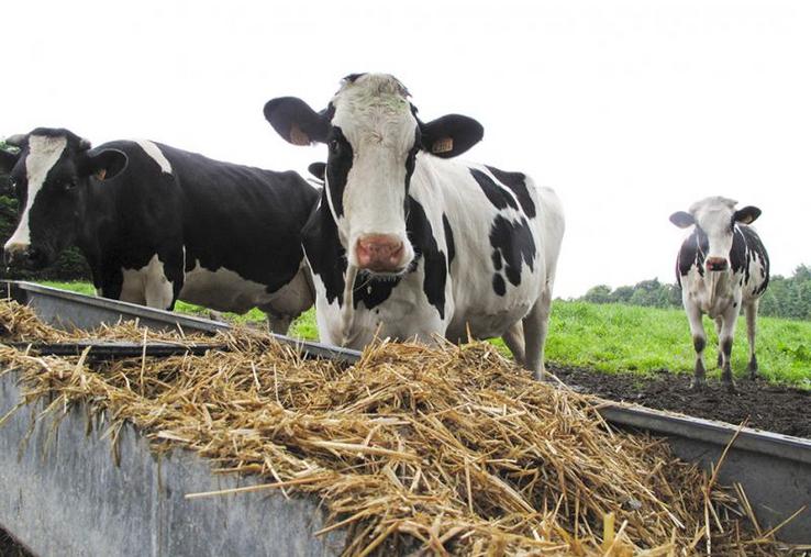 Afin d’aider chacun, la FDSEA80 propose de mettre en relation les offres et demandes des agriculteurs de la Somme via une bourse aux fourrages.