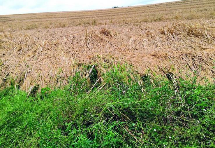 Les conditions climatiques du printemps 2016 ont fortement dégradé les récoltes.