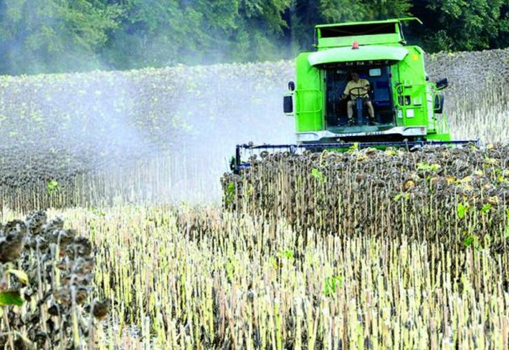 Les parcelles qui pourront être récoltées en septembre bénéficieront théoriquement de créneaux de récolte plus confortables, car l’humidité des graines baisse au cours de la journée.