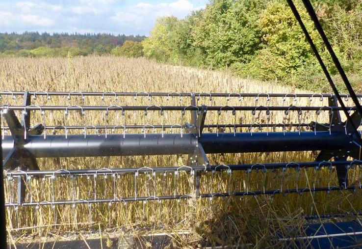 Une fois récolté, le chènevis (graines) sera séché puis transformé à destination de l’alimentation humaine. La paille doit être fauchée, pressée et défibrée.