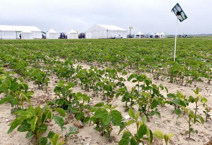 Les journées Eléments-terre étaient l’occasion de présenter les innovations qui germent à la station expérimentale, dont la culture de soja.