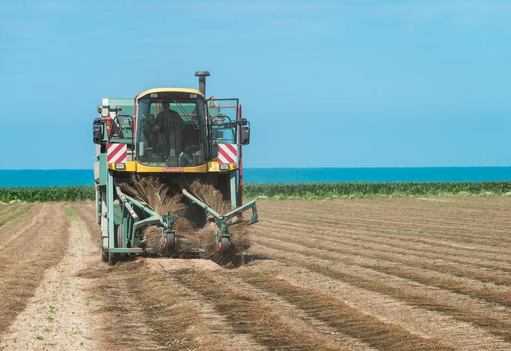 L’écapsulage, après arrachage, reste la méthode la plus utilisée. 