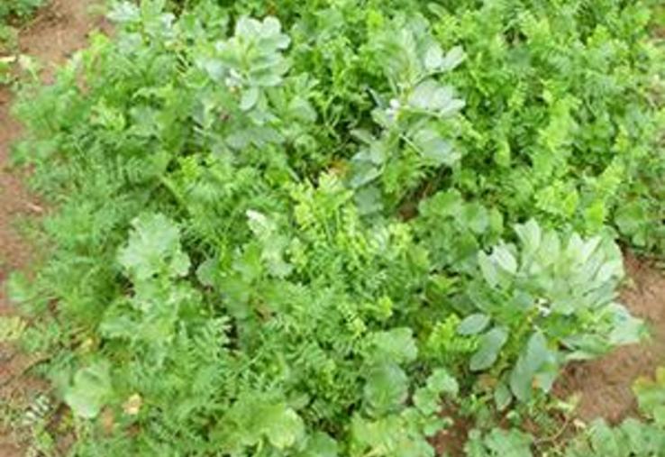 Le semis de couverts à la volée dans le précédent permet d'anticiper l'implantation des cultures intermédiaires par rapport à une conduite classique et donc de gagner en productivité.