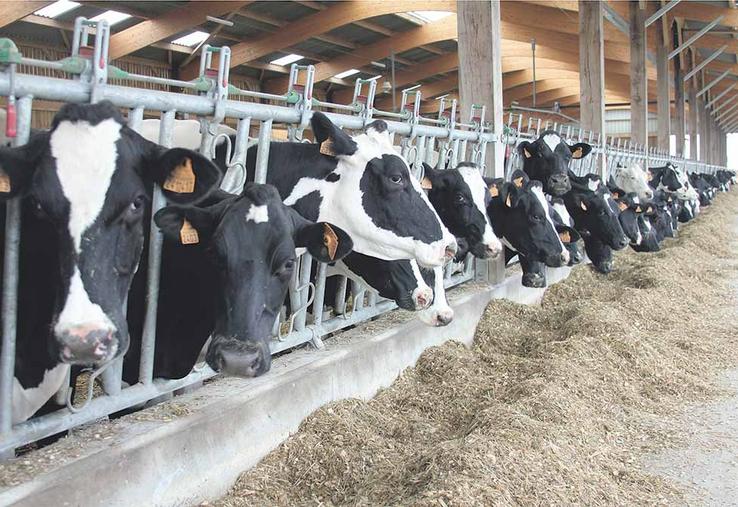 Bilan fourrager, rationnement plus pointu, optimisation de la reproduction font partie des premières pistes avancées par un groupe de travail informel entre syndicalisme, organismes de conseil et fabricants d’aliments pour accompagner les éleveurs face à la hausse des charges.