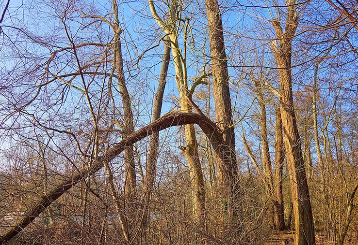 Nombre de propriétaires forestiers méconnaissent leur responsabilité en cas de chute d’arbres causant des dégâts et peuvent se trouver démunis lorsque survient un sinistre.