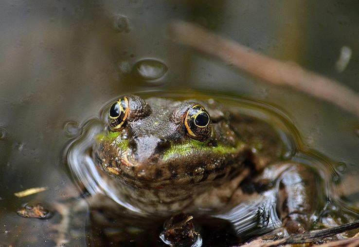 Les grenouilles rousses et vertes se reproduisent au marais de Long. Tanguy espère attirer d’autres amphibiens. 