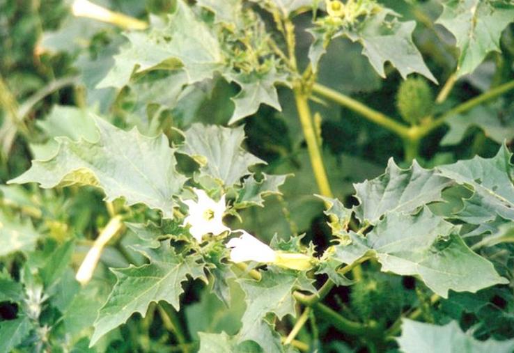 La prophylaxie est «essentielle» à la lutte contre le datura.