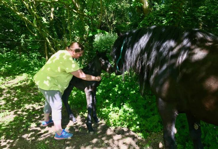 Chaque année, environ deux naissances ont lieu à Gorges. Tous les poulains portent le préfixe «de Tjos», en mémoire de Tjostar, premier cheval de Virginie.