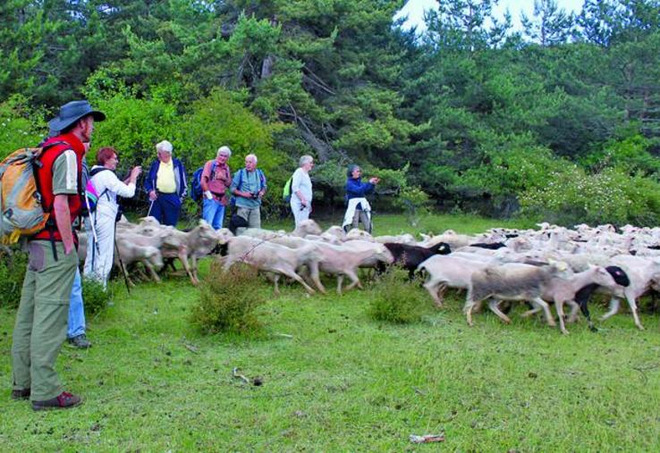 Dans le parc naturel régional des Baronnies, une dizaine d’éleveurs ont engagé une réflexion pour créer un groupement d’employeurs en parallèle aux groupements pastoraux.