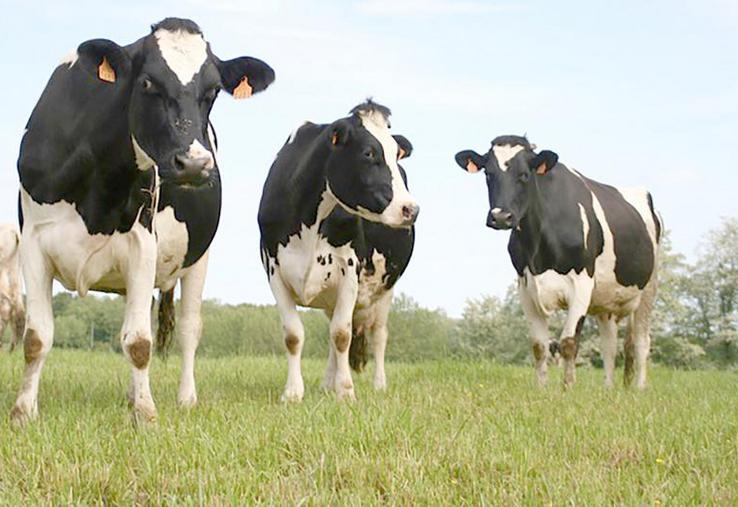 Les exploitations suivies, avec une part significative herbe, dégagent une marge brute pour l’atelier herbivore comprise entre 1 950 à 2 300 €/ha de SFP.