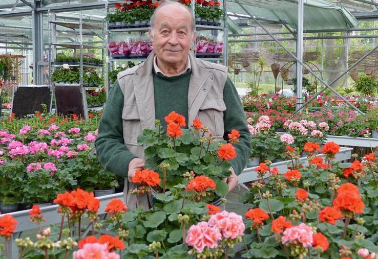 Les géraniums de Pierre Triboulet, gérant de Gosset Fleurs, à Amiens, ont du succès, mais il faudra du temps pour 
remonter la pente après plusieurs semaines de fermeture.