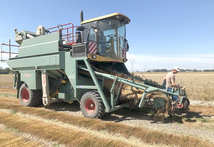 L’écapsuleuse retourne le lin avant de le battre pour récupérer les graines. 