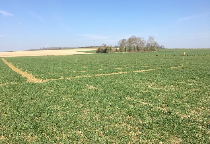 Un essai blé implanté à Querrieu afin de tester les préparations naturelles  et produits de biocontrôles.