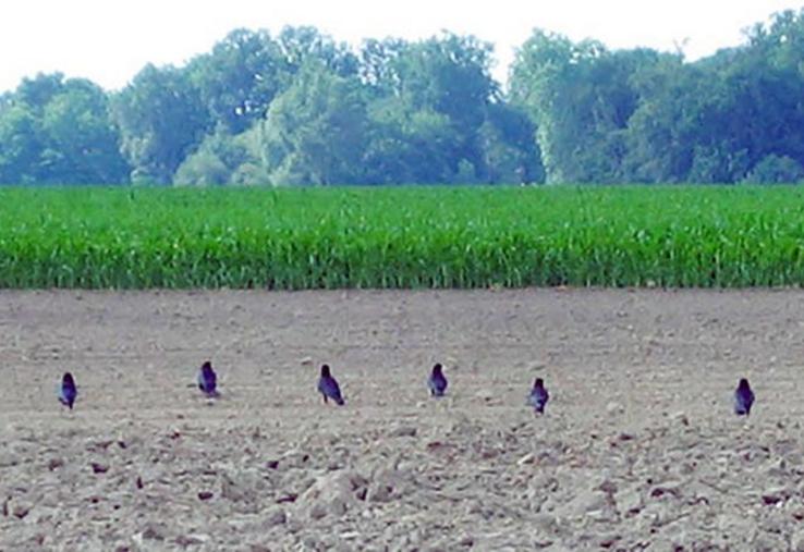 Enquête corvidés page 1