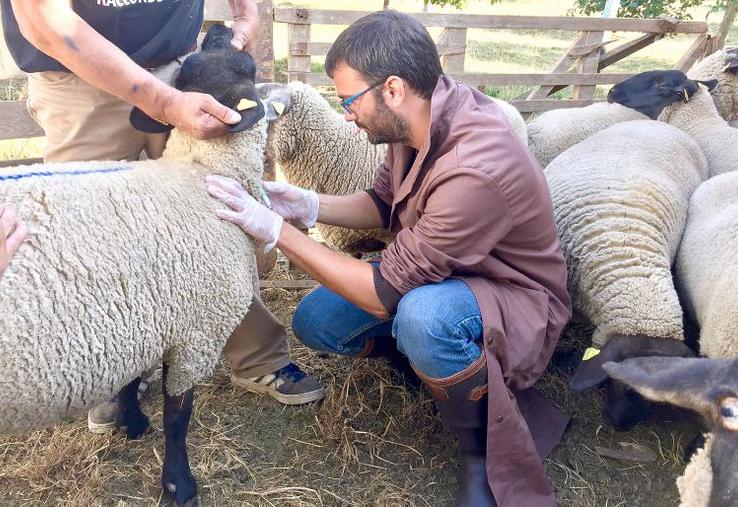 Vétérinaire rural provoque une certaine fatigue physique, du fait de la taille et de la force des animaux à soigner.