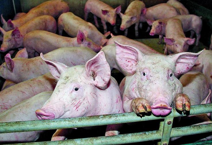 Selon l'Inaporc, 10 % des élevages porcins français ne survivraient pas à la crise.