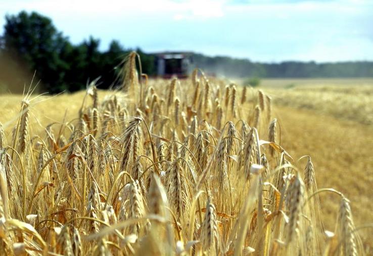 Pour les céréales, les dés sont jetés. Les autres cultures semblent aussi bien se comporter, malgré la sécheresse et la chaleur.